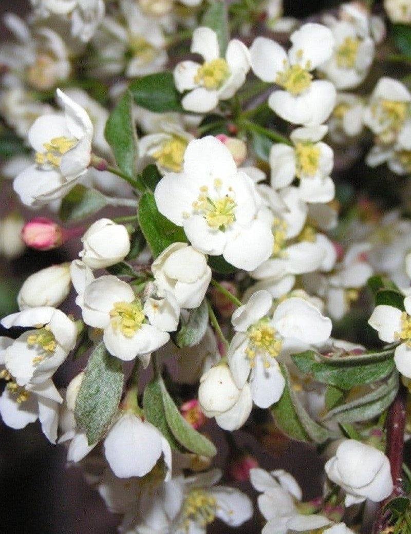 MALUS toringo TINA