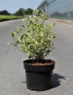 WEIGELA WHITE LIGHTNING En pot de 3-4 litres
