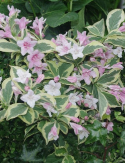 WEIGELA WHITE LIGHTNING