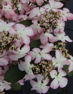 VIBURNUM plicatum MOLLY SCHROEDER