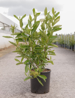 VIBURNUM nudum BRANDYWINE® En pot de 12-15 litres