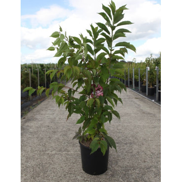 PRUNUS KURSAR  En pot de 12-15 litres