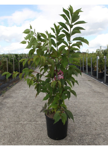 PRUNUS KURSAR  En pot de 12-15 litres