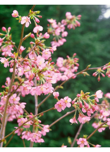 PRUNUS KURSAR 