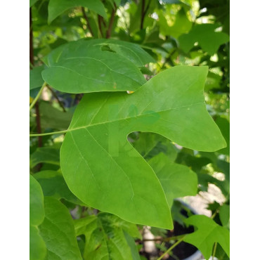 LIRIODENDRON tulipifera EDWARD GURSZTYN