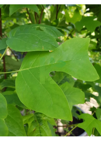 LIRIODENDRON tulipifera EDWARD GURSZTYN