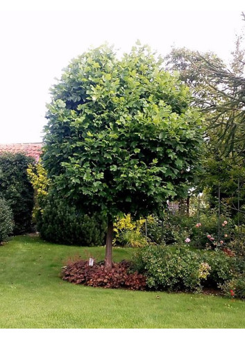 LIRIODENDRON tulipifera EDWARD GURSZTYN