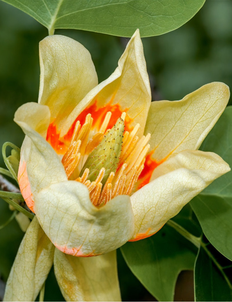 LIRIODENDRON tulipifera EDWARD GURSZTYN