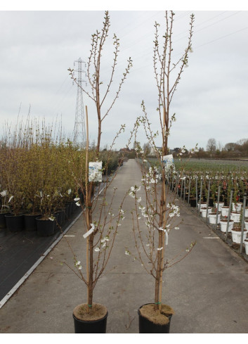 PRUNUS UMINEKO En pot de 12-15 litres forme baliveau