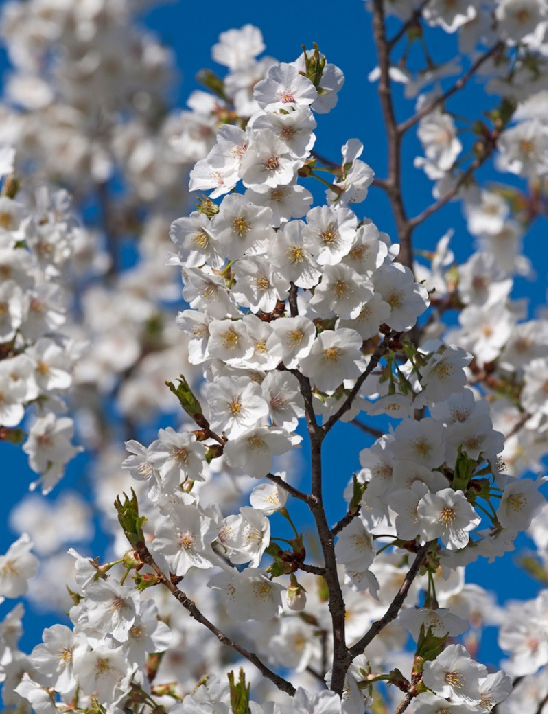 PRUNUS UMINEKO