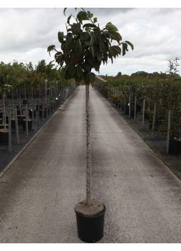 PRUNUS sargentii En pot de 15-20 litres forme tige hauteur du tronc 110-130 cm