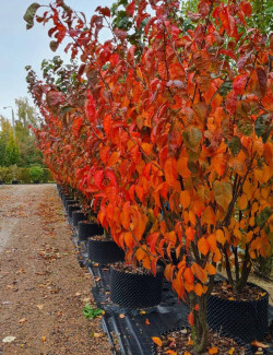 PRUNUS sargentii