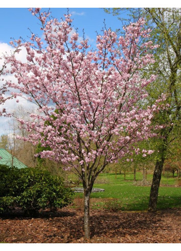 PRUNUS sargentii