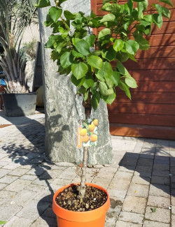 ABRICOTIER NAIN En pot de 10-12 litres extra