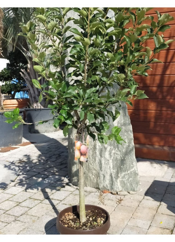 POMMIER NAIN En pot de 10-12 litres extra