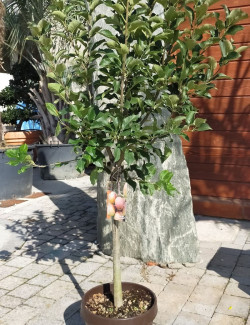POMMIER NAIN En pot de 10-12 litres extra