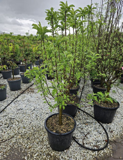 POMMIER NAIN En pot de 50-70 litres extra