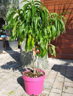 NECTARINIER NAIN En pot de 10-12 litres extra