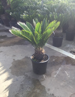 CYCAS revouluta