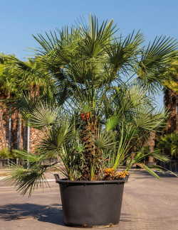 CHAMAEROPS humilis En pot de 210-230 litres forme cépée
