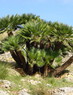 CHAMAEROPS humilis