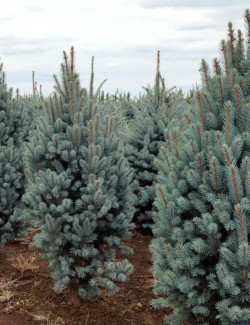 PICEA pungens ISELI FASTIGIATE (Épicéa bleu)