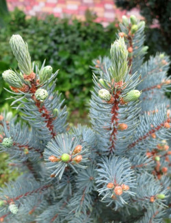 PICEA pungens ISELI FASTIGIATE (Épicéa bleu)