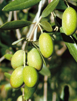 OLEA EUROPAEA