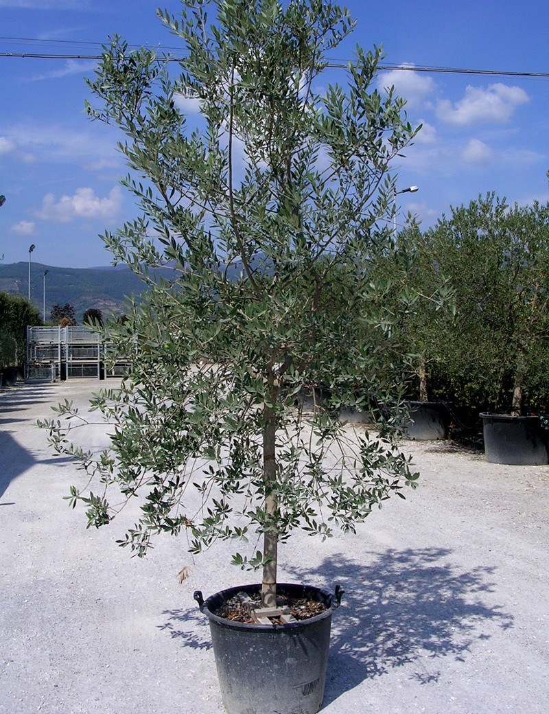 olea-europaea-olivier-olivier-commun-olivier-d-europe