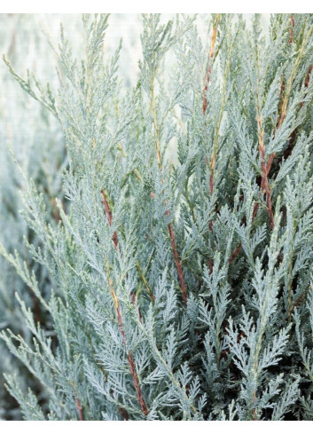 JUNIPERUS scopulorum MOONGLOW