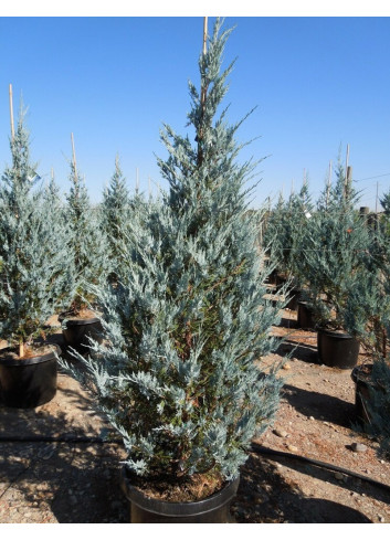 JUNIPERUS scopulorum MOONGLOW