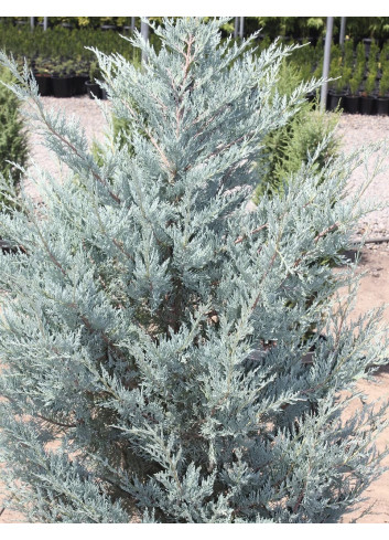 JUNIPERUS scopulorum MOONGLOW