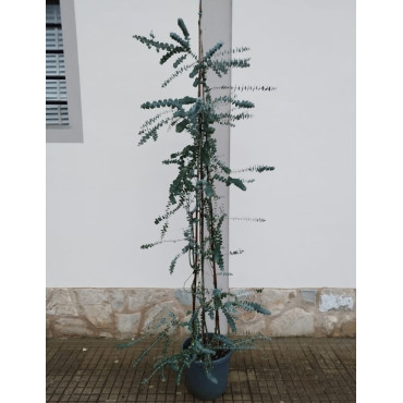 EUCALYPTUS pulverulenta BAY BLUE En pot de 20-25 litres