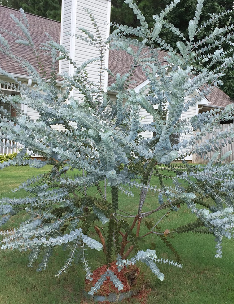 EUCALYPTUS pulverulenta BAY BLUE