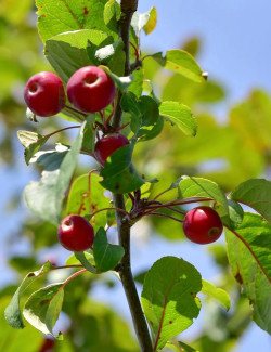 MALUS MOKUM