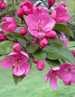 MALUS PROFUSION