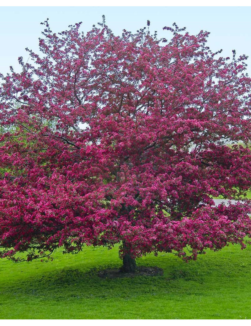 MALUS PROFUSION