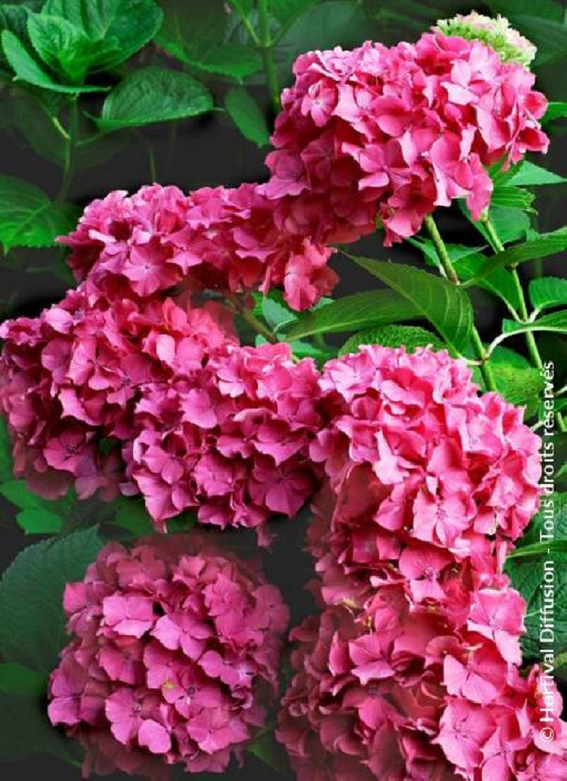 HYDRANGEA macrophylla CONSTELLATION