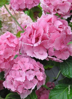 HYDRANGEA DOLCE FARFALLE