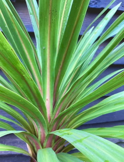 CORDYLINE australis PEKO