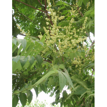 AILANTHUS altissima