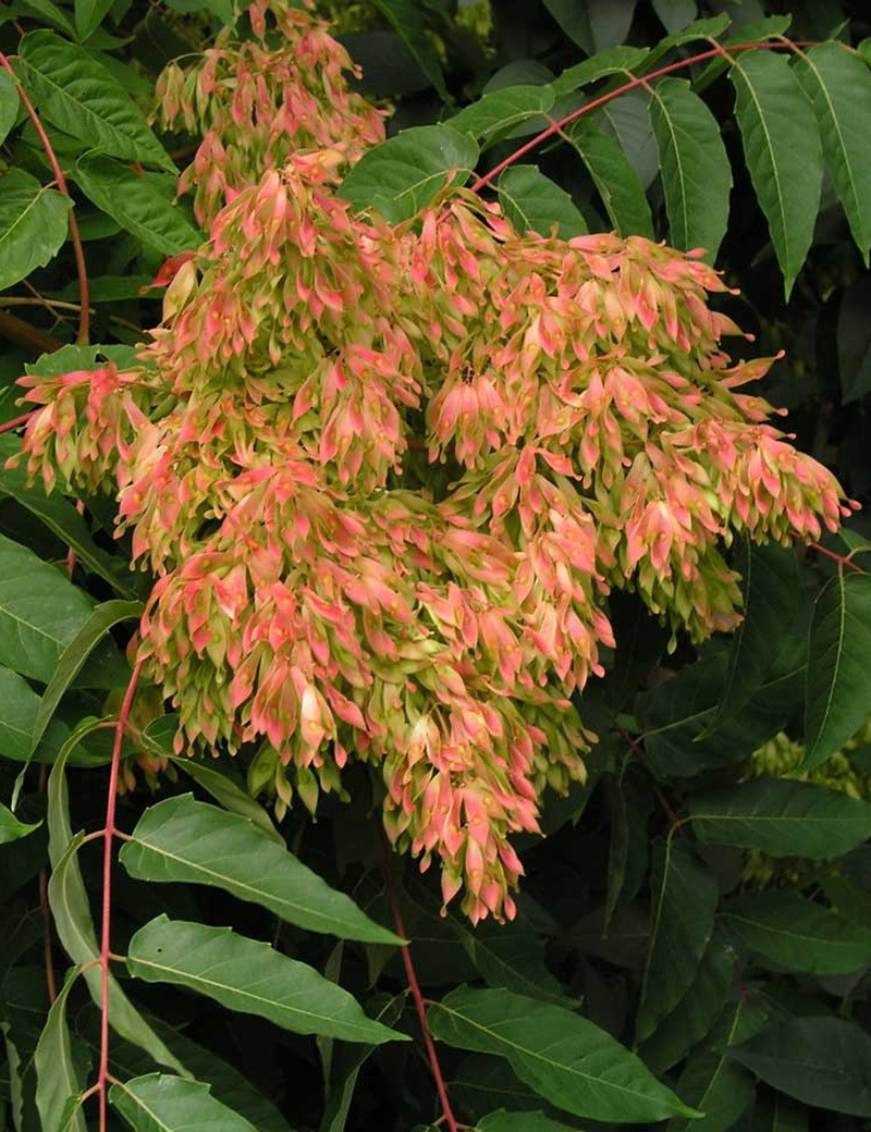 AILANTHUS altissima