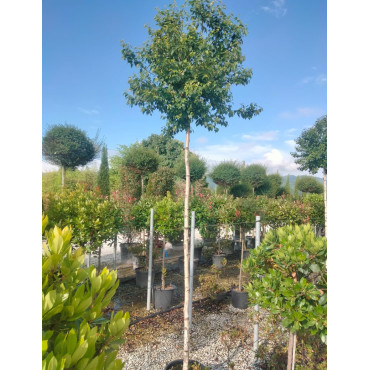 BETULA pendula MAGICAL GLOBE En pot de 25-30 litres forme tige hauteur du tronc 180-200 cm