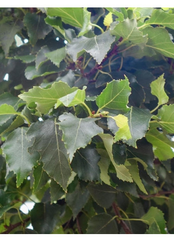 BETULA pendula MAGICAL GLOBE