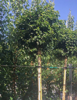 BETULA pendula MAGICAL GLOBE