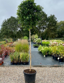 BETULA pendula MAGICAL GLOBE En pot de 35-50 litres tige hauteur du tronc 190-210 cm circonférence du tronc 12-14 cm