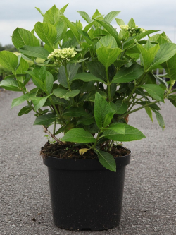 HORTENSIA En pot de 10-12 litres