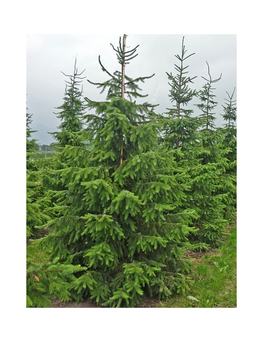 PICEA omorika (Épicéa de Serbie)