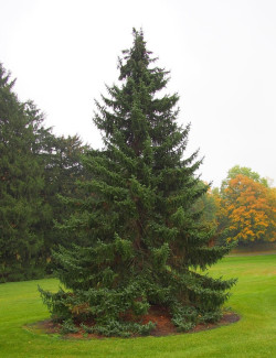 PICEA omorika (Épicéa de Serbie)