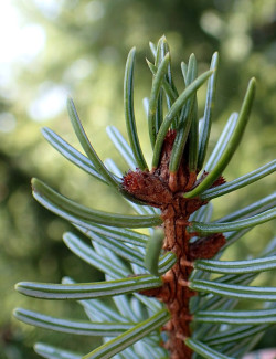 PICEA omorika (Épicéa de Serbie)